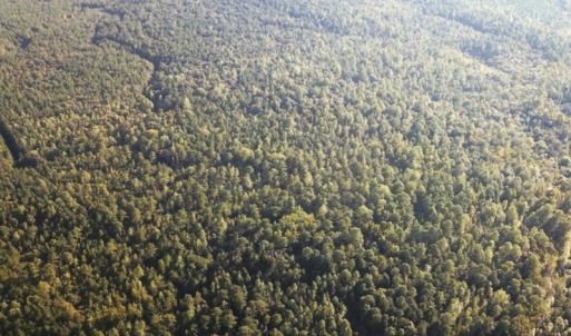 Photo #30 of SOLD property in Off Newville Road, Waverly, VA 150.0 acres