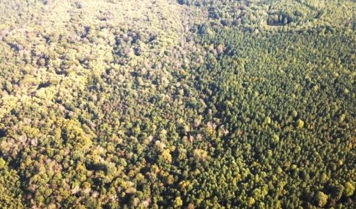 Photo #34 of Off Newville Road, Waverly, VA 150.0 acres