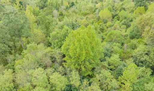 Photo #19 of SOLD property in Off Rascoe Dameron Road , Burlington, NC 10.9 acres