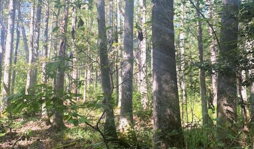 Photo #3 of SOLD property in Off Cabin Point Road, Disputanta, VA 15.0 acres