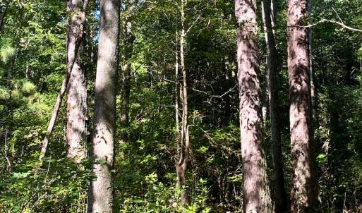 Photo #4 of SOLD property in Off Cabin Point Road, Disputanta, VA 15.0 acres