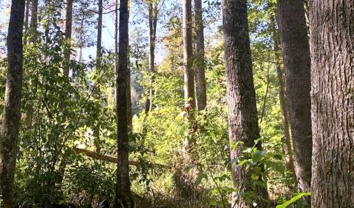 Photo #5 of SOLD property in Off Cabin Point Road, Disputanta, VA 15.0 acres