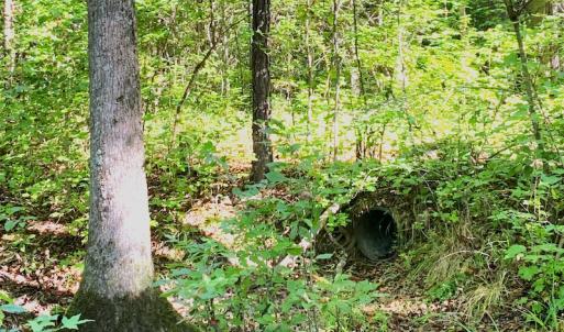 Photo #6 of SOLD property in Off Cabin Point Road, Disputanta, VA 15.0 acres