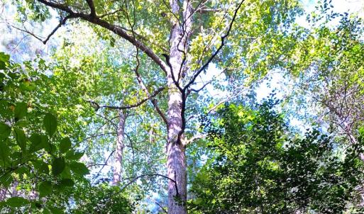 Photo #7 of SOLD property in Off Cabin Point Road, Disputanta, VA 15.0 acres