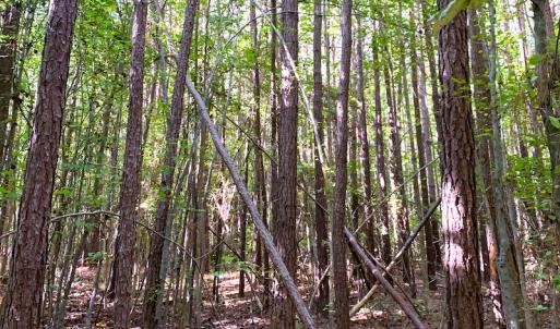 Photo #8 of SOLD property in Off Cabin Point Road, Disputanta, VA 15.0 acres