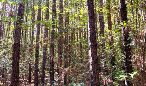 Photo #9 of SOLD property in Off Cabin Point Road, Disputanta, VA 15.0 acres