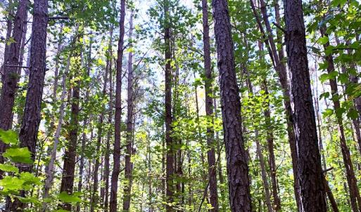Photo #10 of SOLD property in Off Cabin Point Road, Disputanta, VA 15.0 acres
