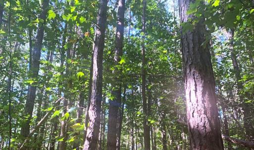 Photo #12 of SOLD property in Off Cabin Point Road, Disputanta, VA 15.0 acres
