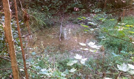 Photo #13 of SOLD property in Off Cabin Point Road, Disputanta, VA 15.0 acres