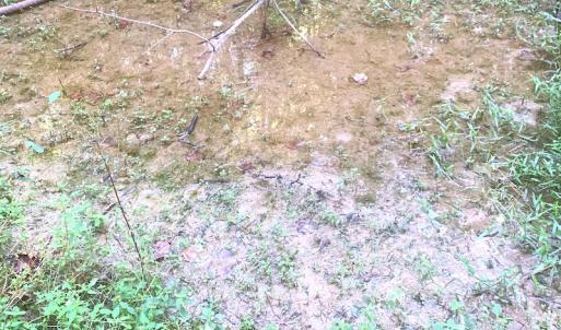 Photo #14 of SOLD property in Off Cabin Point Road, Disputanta, VA 15.0 acres