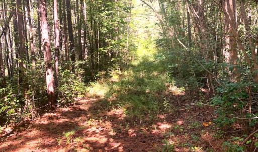 Photo #17 of SOLD property in Off Cabin Point Road, Disputanta, VA 15.0 acres