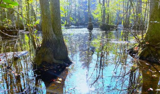 Photo #18 of SOLD property in Off Cabin Point Road, Disputanta, VA 15.0 acres