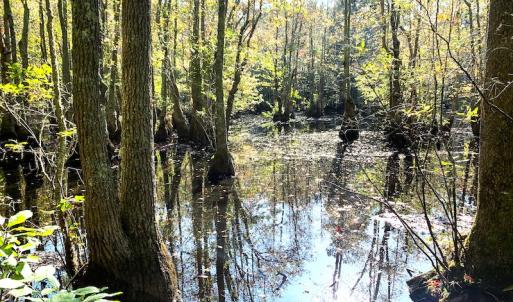 Photo #19 of SOLD property in Off Cabin Point Road, Disputanta, VA 15.0 acres