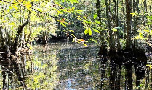 Photo #20 of SOLD property in Off Cabin Point Road, Disputanta, VA 15.0 acres