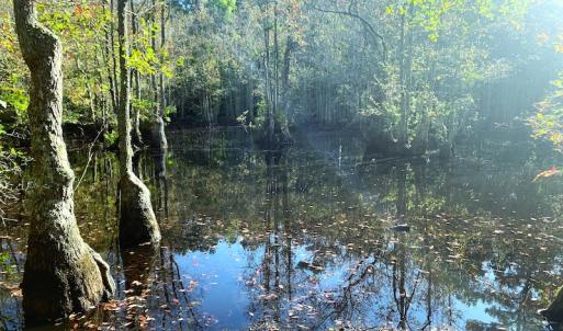 Photo #21 of SOLD property in Off Cabin Point Road, Disputanta, VA 15.0 acres