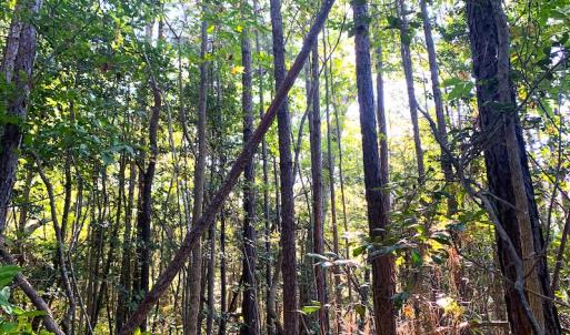 Photo #22 of SOLD property in Off Cabin Point Road, Disputanta, VA 15.0 acres