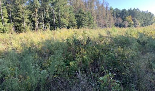 Photo #26 of SOLD property in Off Cabin Point Road, Disputanta, VA 15.0 acres
