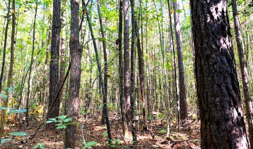 Photo #27 of SOLD property in Off Cabin Point Road, Disputanta, VA 15.0 acres