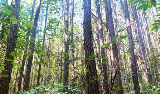 Photo #28 of SOLD property in Off Cabin Point Road, Disputanta, VA 15.0 acres