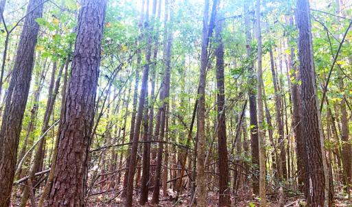 Photo #29 of SOLD property in Off Cabin Point Road, Disputanta, VA 15.0 acres