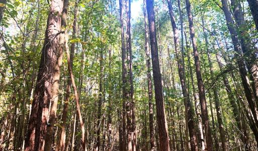 Photo #30 of SOLD property in Off Cabin Point Road, Disputanta, VA 15.0 acres