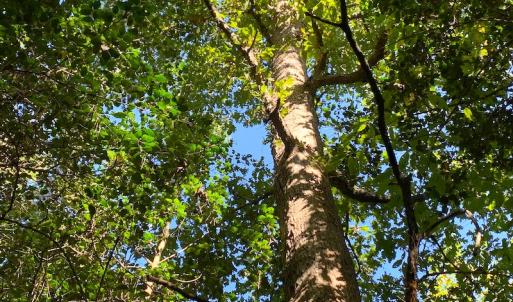 Photo #31 of SOLD property in Off Cabin Point Road, Disputanta, VA 15.0 acres