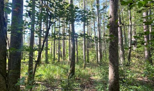 Photo #32 of SOLD property in Off Cabin Point Road, Disputanta, VA 15.0 acres