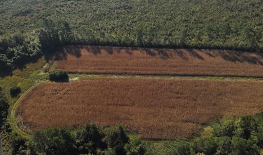 Photo #11 of SOLD property in 945 Hardesty Loop Road, Newport, NC 44.5 acres
