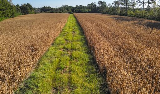 Photo #15 of SOLD property in 945 Hardesty Loop Road, Newport, NC 44.5 acres