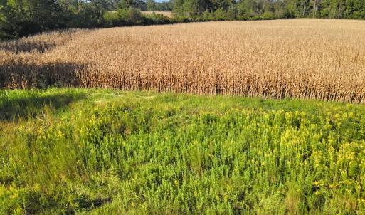 Photo #20 of SOLD property in 945 Hardesty Loop Road, Newport, NC 44.5 acres