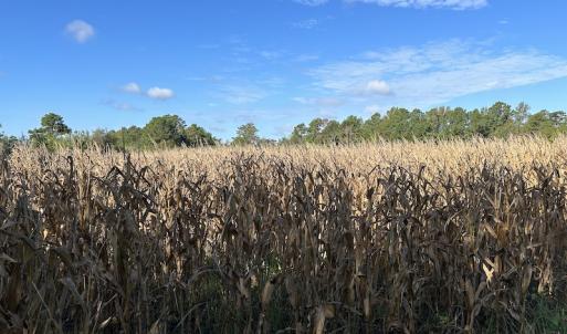 Photo #23 of SOLD property in 945 Hardesty Loop Road, Newport, NC 44.5 acres