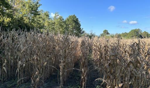 Photo #24 of SOLD property in 945 Hardesty Loop Road, Newport, NC 44.5 acres