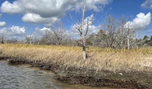 Photo #17 of SOLD property in Off Styron Creek Road, Sealevel, NC 105.0 acres