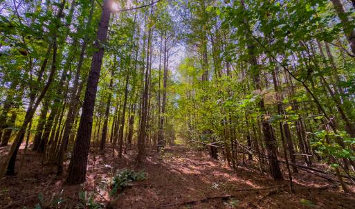 Photo #5 of SOLD property in Off Hunters Bluff Drive, Warrenton, NC 12.0 acres