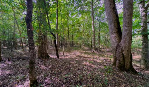 Photo #13 of SOLD property in Off Hunters Bluff Drive, Warrenton, NC 12.0 acres