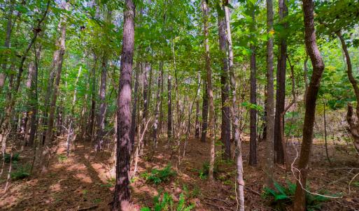 Photo #20 of SOLD property in Off Hunters Bluff Drive, Warrenton, NC 12.0 acres