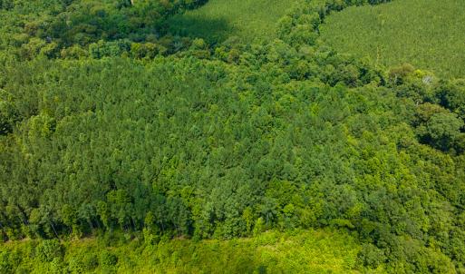 Photo #30 of SOLD property in Off Hunters Bluff Drive, Warrenton, NC 12.0 acres