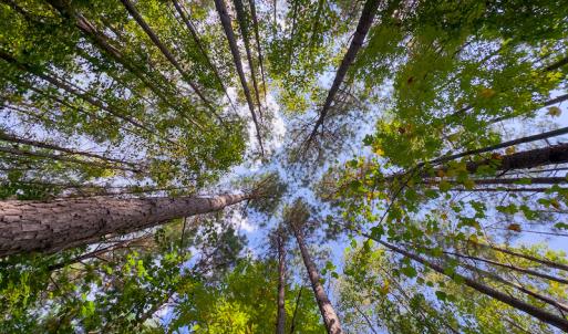 Photo #35 of SOLD property in Off Hunters Bluff Drive, Warrenton, NC 12.0 acres