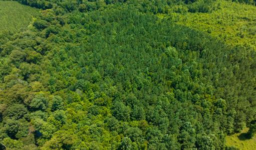 Photo #36 of SOLD property in Off Hunters Bluff Drive, Warrenton, NC 12.0 acres