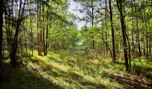 Photo #24 of Off Wilkinsville Hwy (Hwy 105), Gaffney, SC 579.6 acres