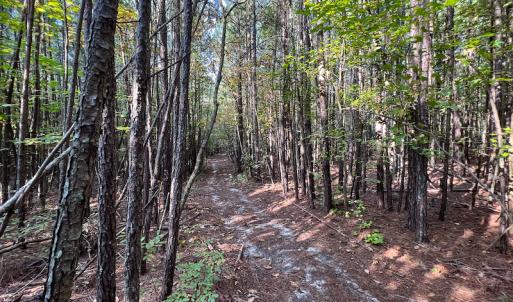 Photo #14 of Off Dry Bridge Road, Ruther Glen , VA 27.8 acres