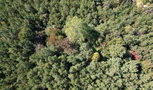 Photo #15 of Off Dry Bridge Road, Ruther Glen , VA 27.8 acres