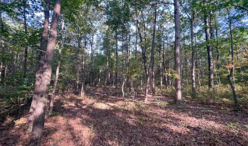 Photo #23 of Off Dry Bridge Road, Ruther Glen , VA 27.8 acres