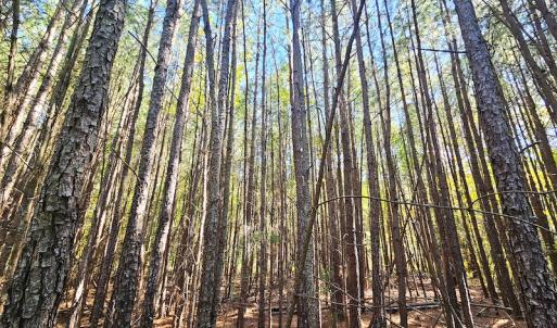Photo #13 of Off Dry Bridge Road, Ruther Glen, VA 3.0 acres