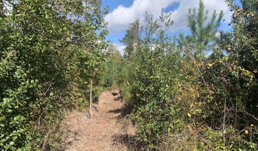 Photo #10 of SOLD property in Off Dickens Lane, Capron, VA 20.5 acres