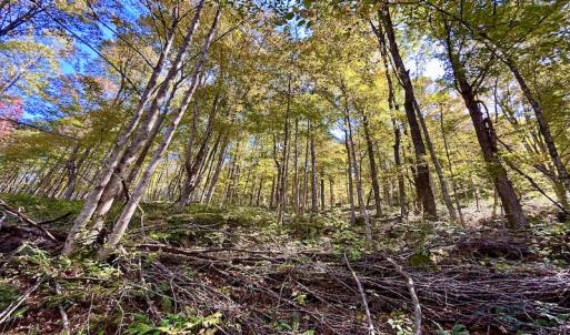 Photo #59 of 414 Niday Dr , Narrows, VA 590.2 acres