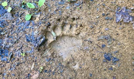 Photo #70 of 414 Niday Dr , Narrows, VA 590.2 acres