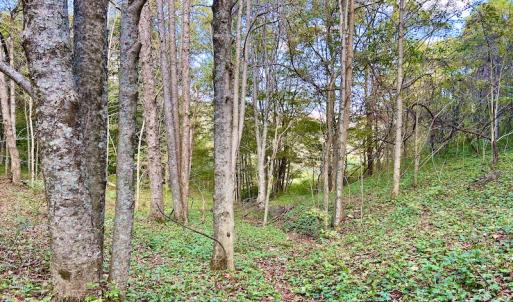 Photo #71 of 414 Niday Dr , Narrows, VA 590.2 acres