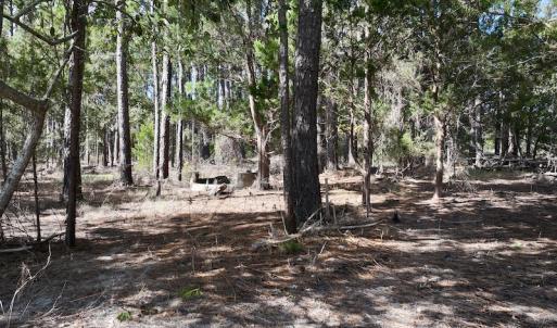Photo #17 of SOLD property in Off Germantown Rd, Scranton, NC 9.5 acres
