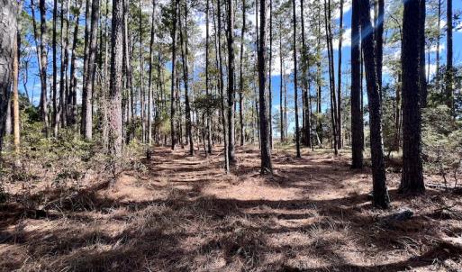 Photo #18 of SOLD property in Off Germantown Rd, Scranton, NC 9.5 acres